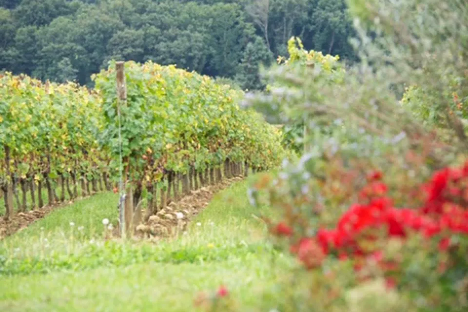 Domaine Villa Bys
