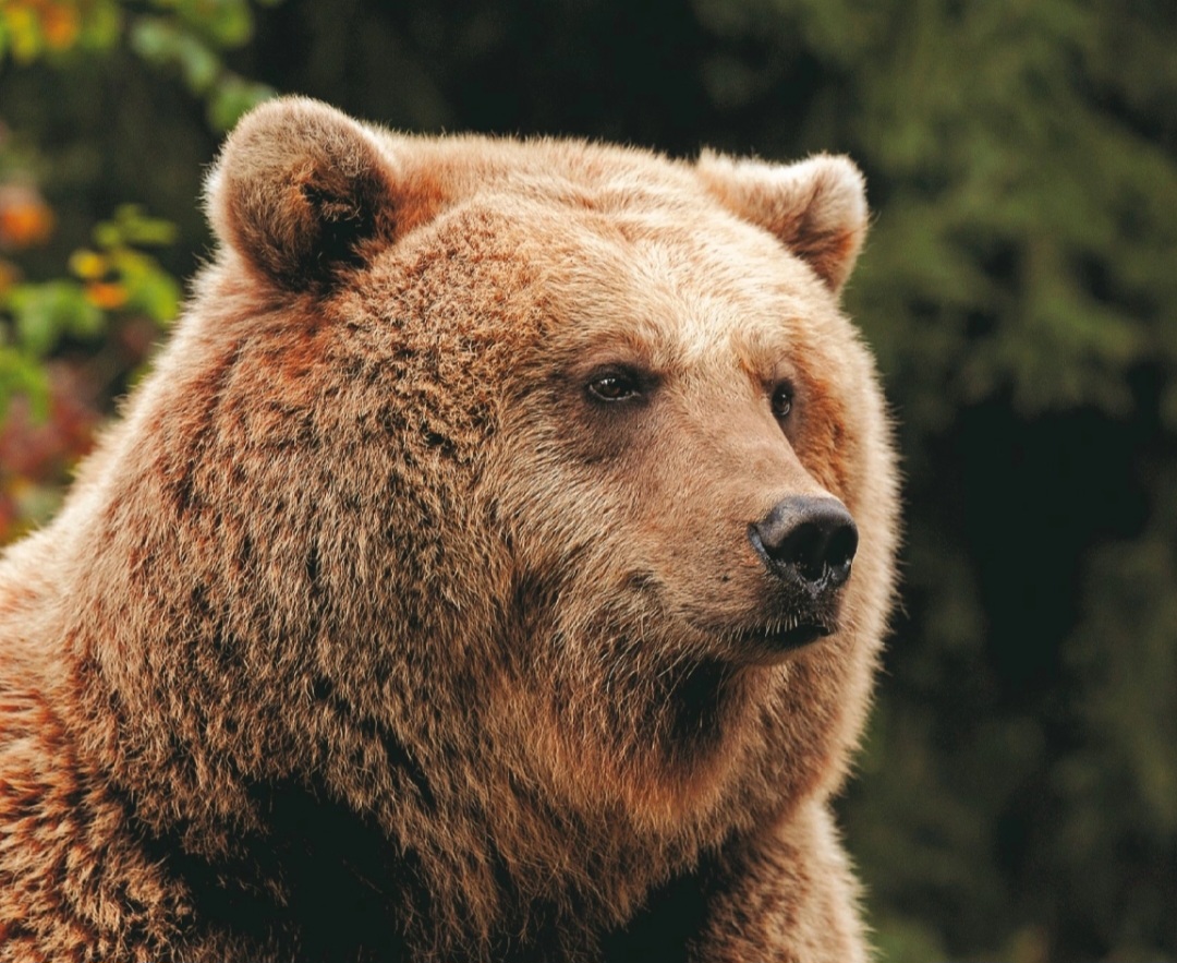 Parc Animalier des Pyrénées