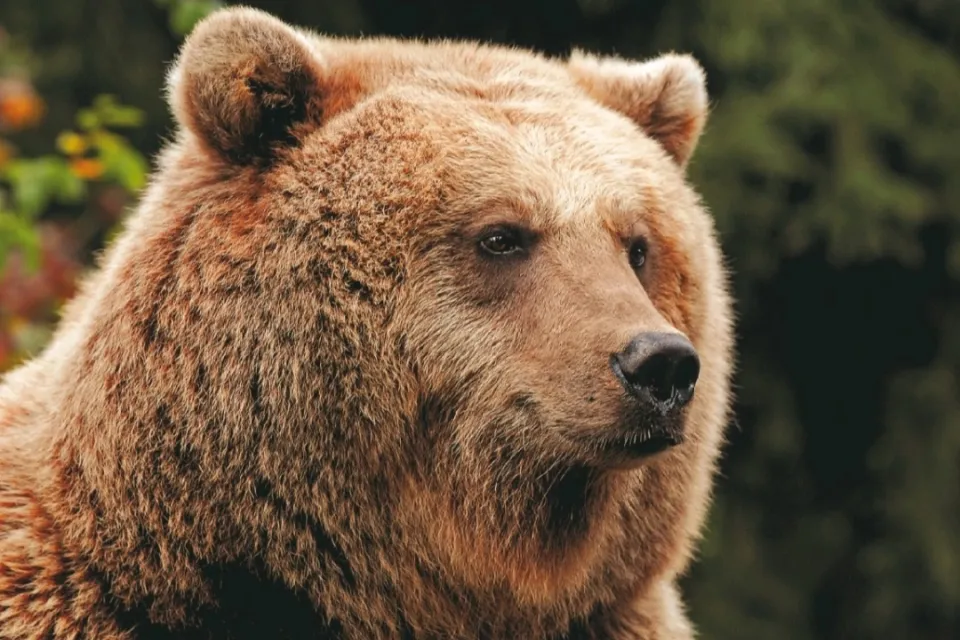 Parc Animalier des Pyrénées