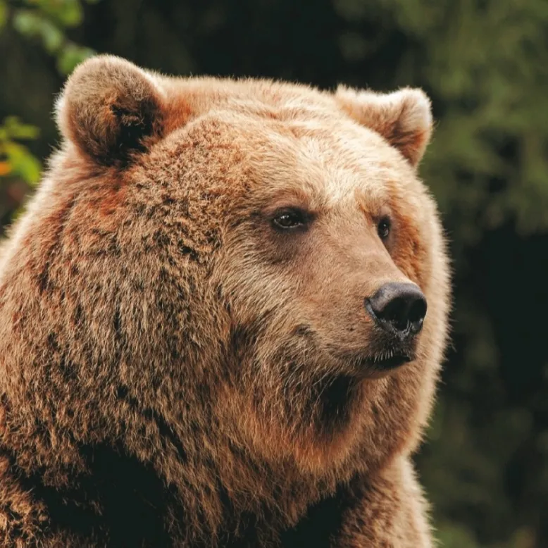 Parc Animalier des Pyrénées