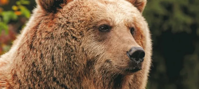 Parc Animalier des Pyrénées