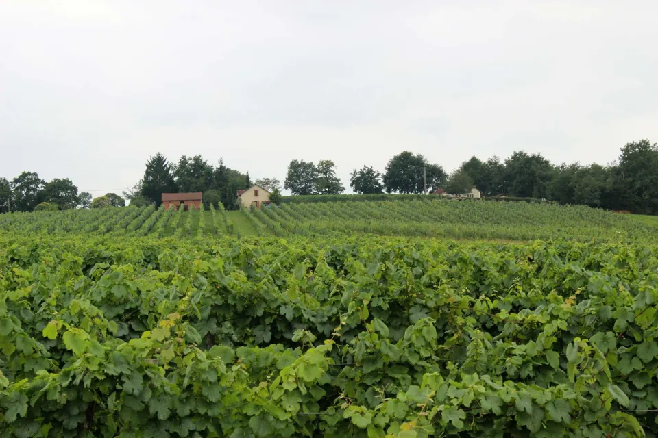 Domaine Damiens