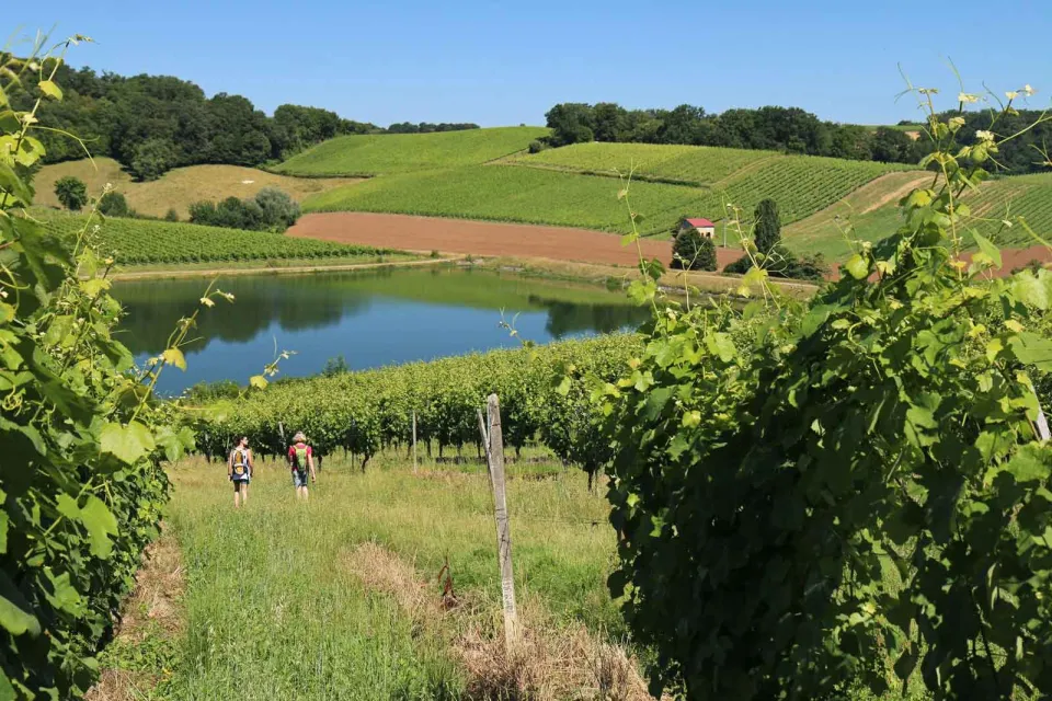 North Béarn Tourist Office / Madiran vineyard ...