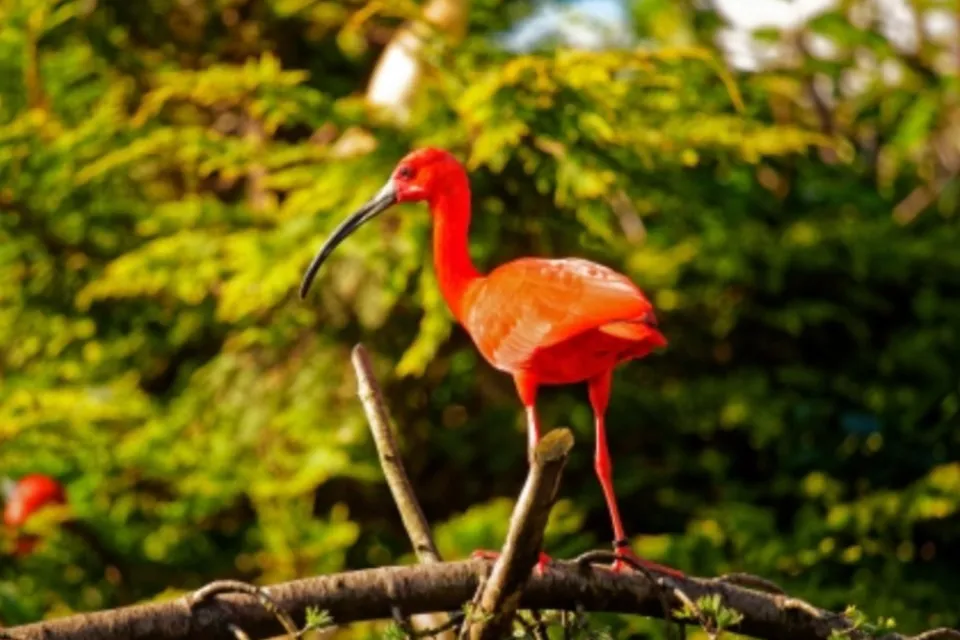 Parc Animalier des Pyrénées