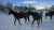 Les chevaux du Benou Chevauchée pyrénéenne 