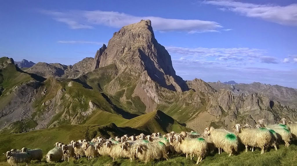Carrere Regis Fromage Pur Brebis De La Vallee D Ossau Producer Of Cheeses Cheesemongers In Laruns Guide Bearn Pyrenees