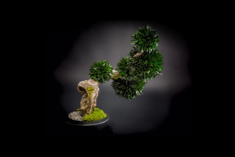 Or Vegetal