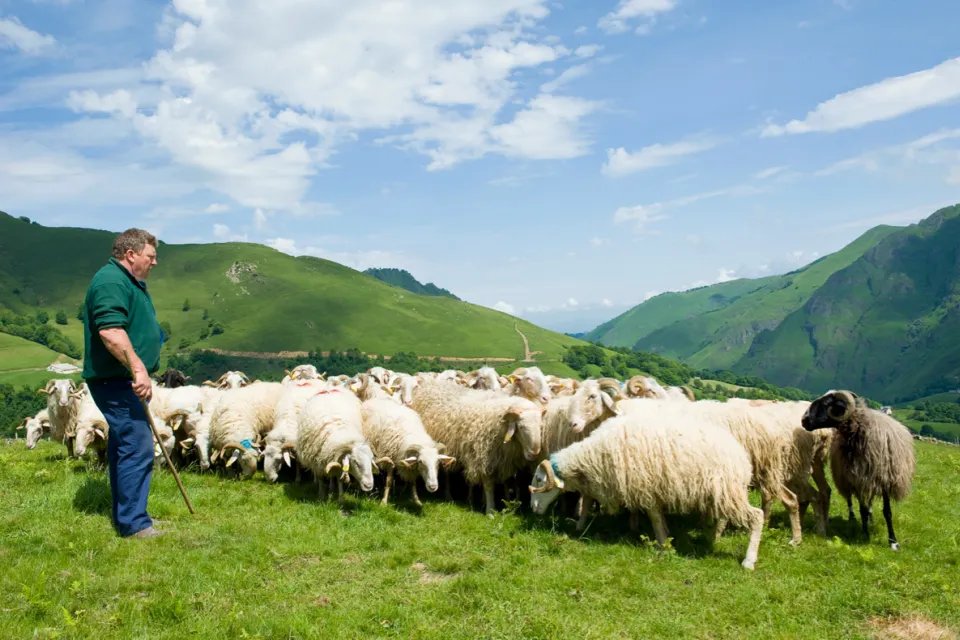 Milk-Fed Lamb from the Pyrenees