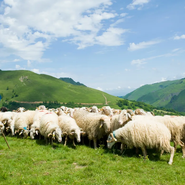 Milk-Fed Lamb from the Pyrenees