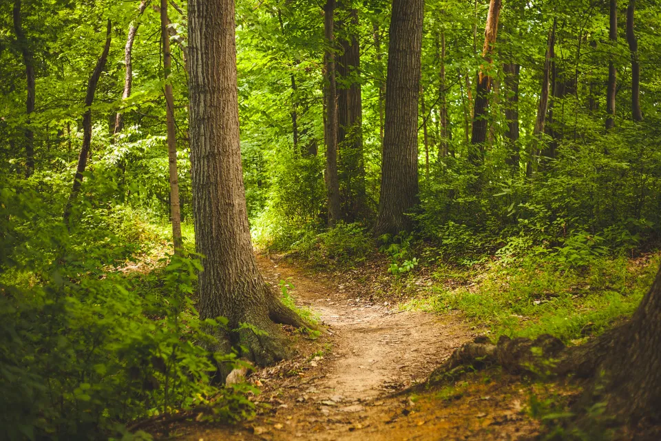 Laring Woods
