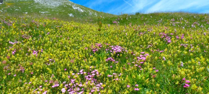 Plateau du Gourzy