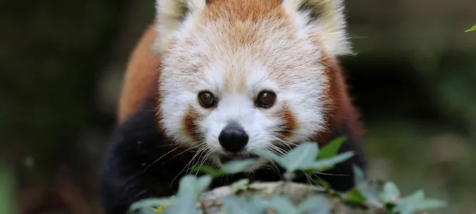 Zoo d'Asson
