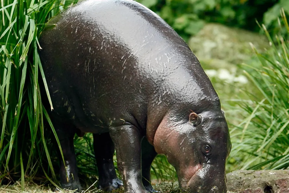 Zoo d'Asson