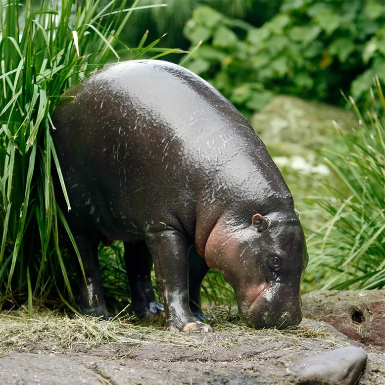 Zoo d'Asson