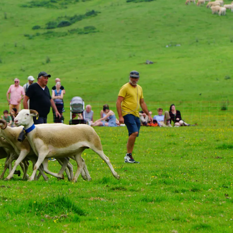 Association Un Chien, un Berger