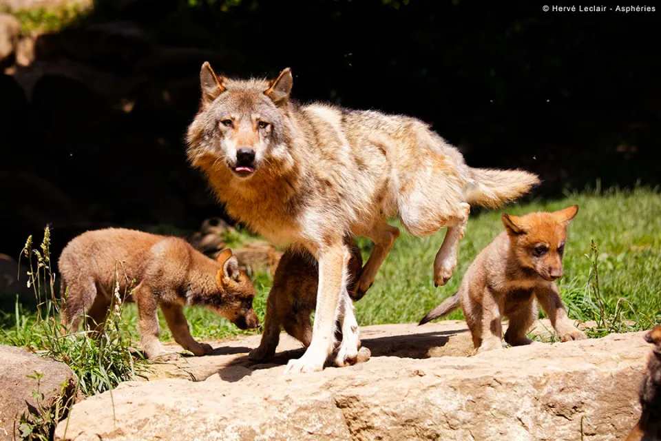 Parc Animalier des Pyrénées
