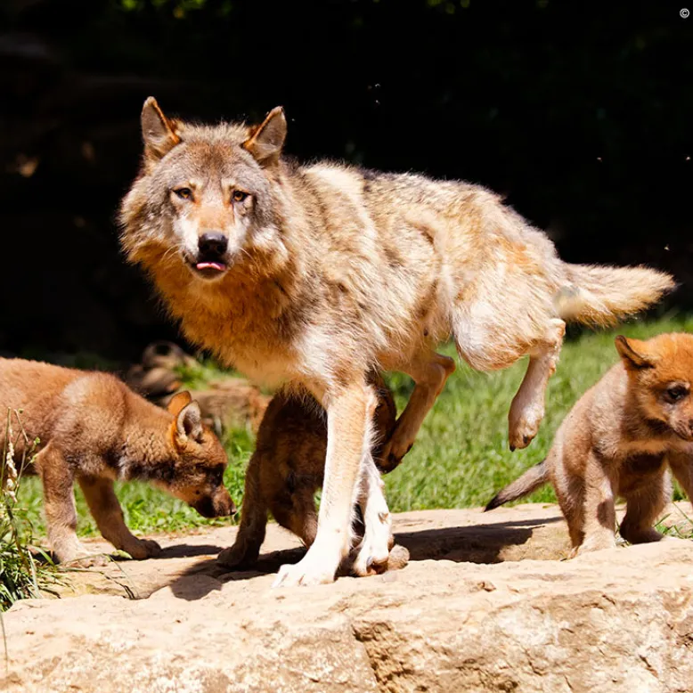 Parc Animalier des Pyrénées