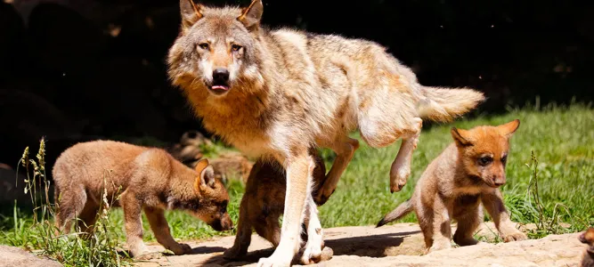 Parc Animalier des Pyrénées
