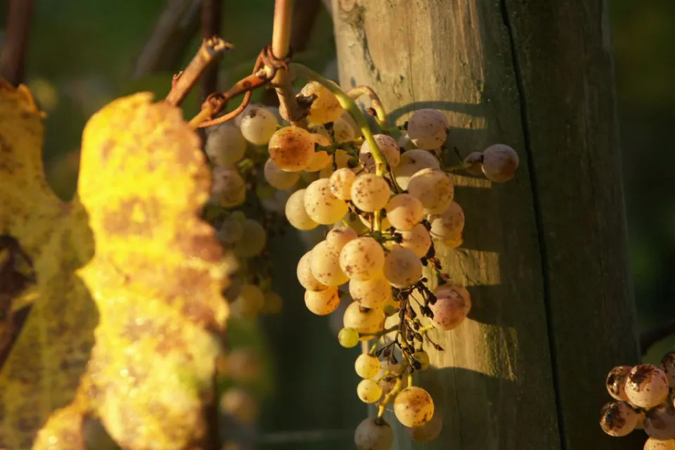 Domaine Bellegarde