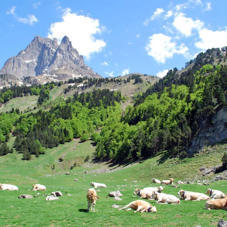 The gastronomic specialties of Béarn