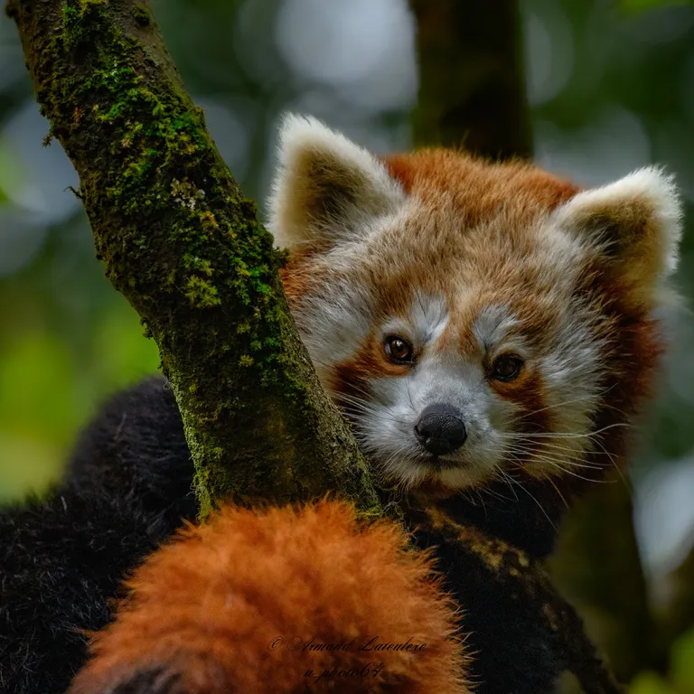 Asson Zoo: a day in a human-sized zoo