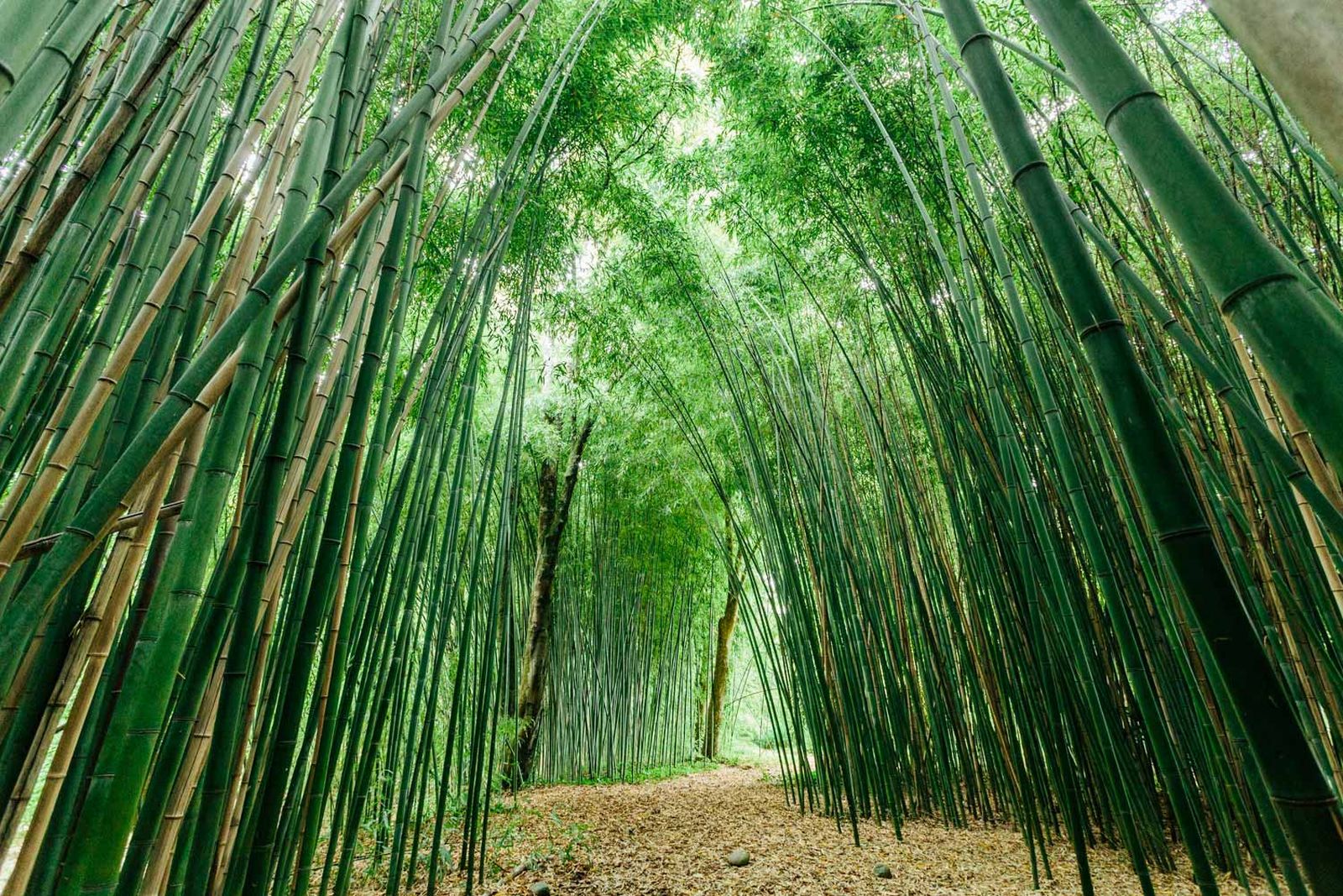 Les plus beaux parcs et jardins en Béarn-Pyrénées