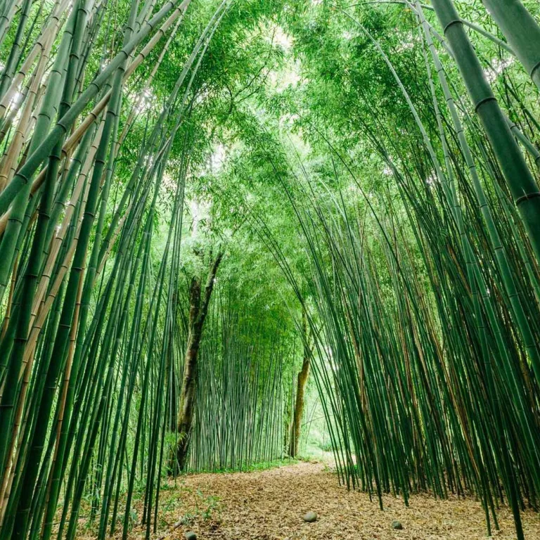 The most beautiful parks and gardens in Béarn- ...