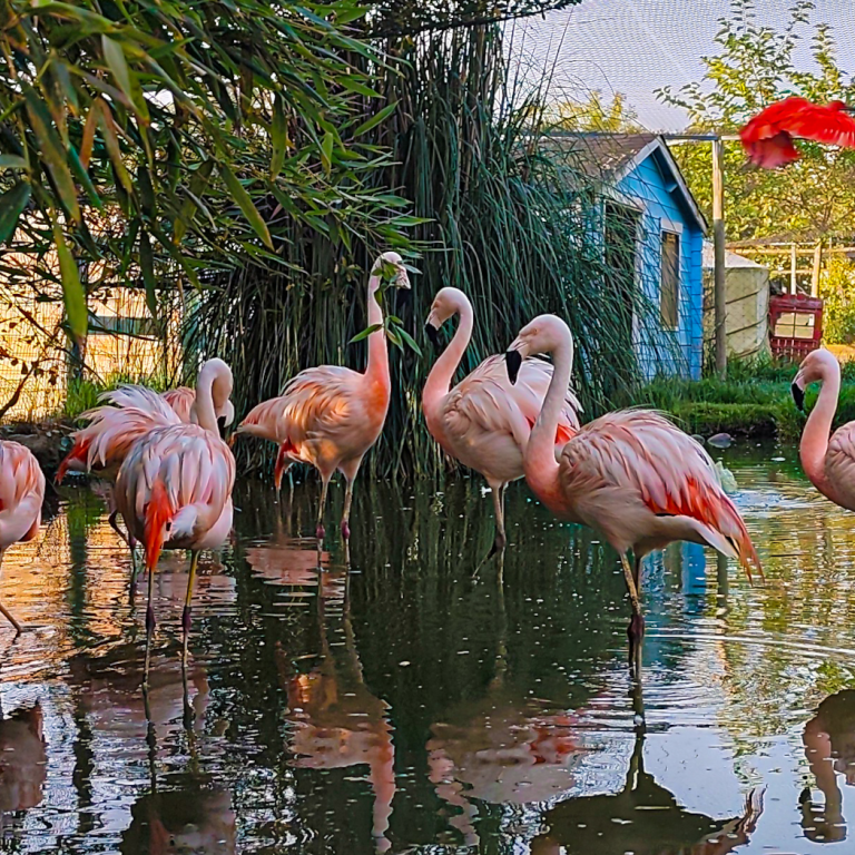 Exotic Park, a zoological adventure for the wh ...