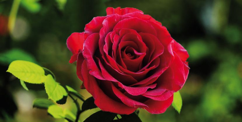 Le Coffret « Saint-Valentin » par le Guide Béa ...