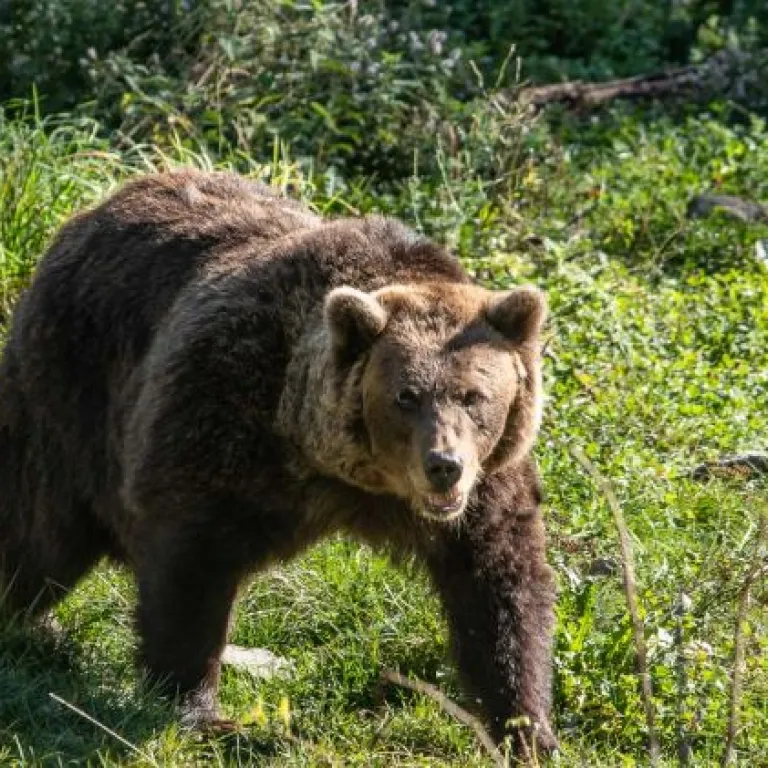 Parc’Ours, the life-size animal park in the As ...
