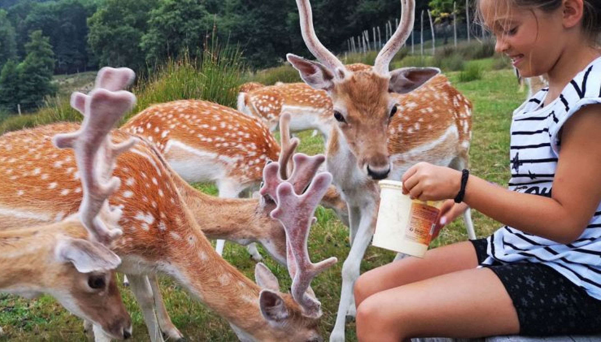 Le Paradis Perdu : des chalets en bois insolites, la nature et les animaux sauvages …