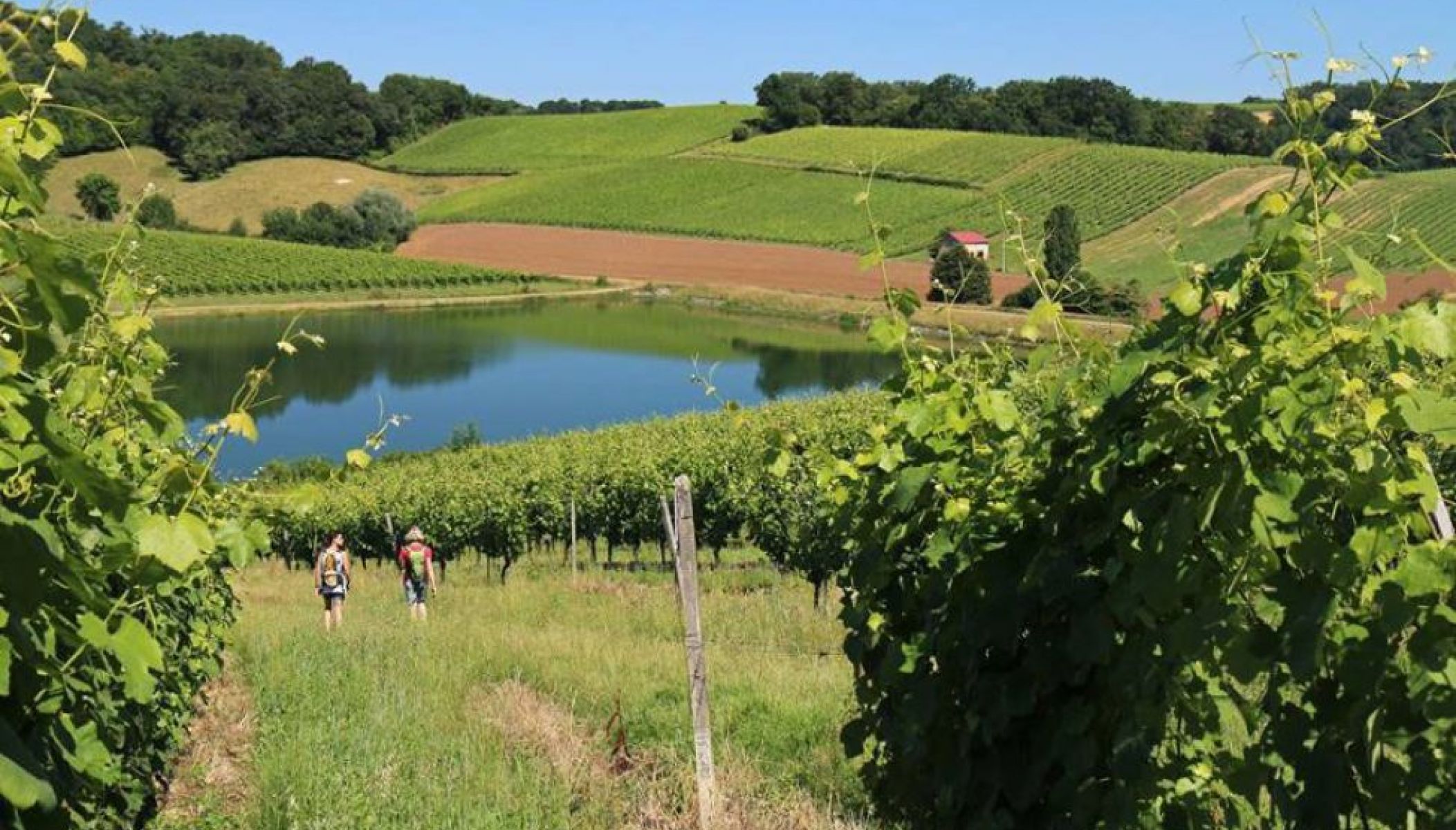 Visitez les caves et les vignobles du Béarn !