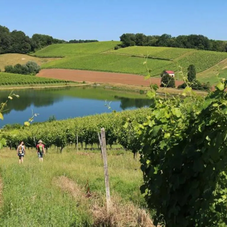 Visit the cellars and vineyards of Béarn!