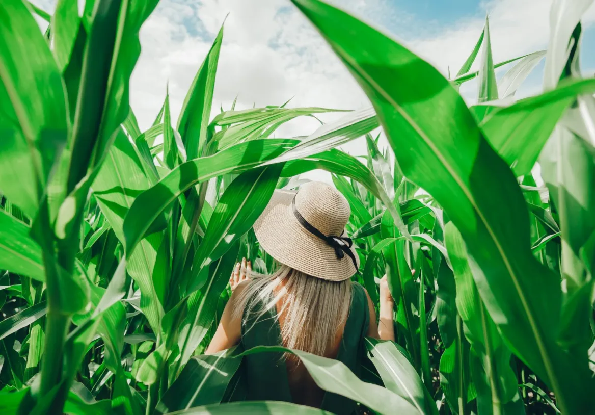 Corn Lanta in the maize ©Corn Lanta