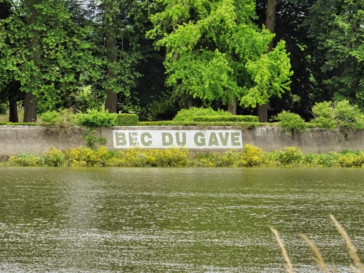 beak of gave