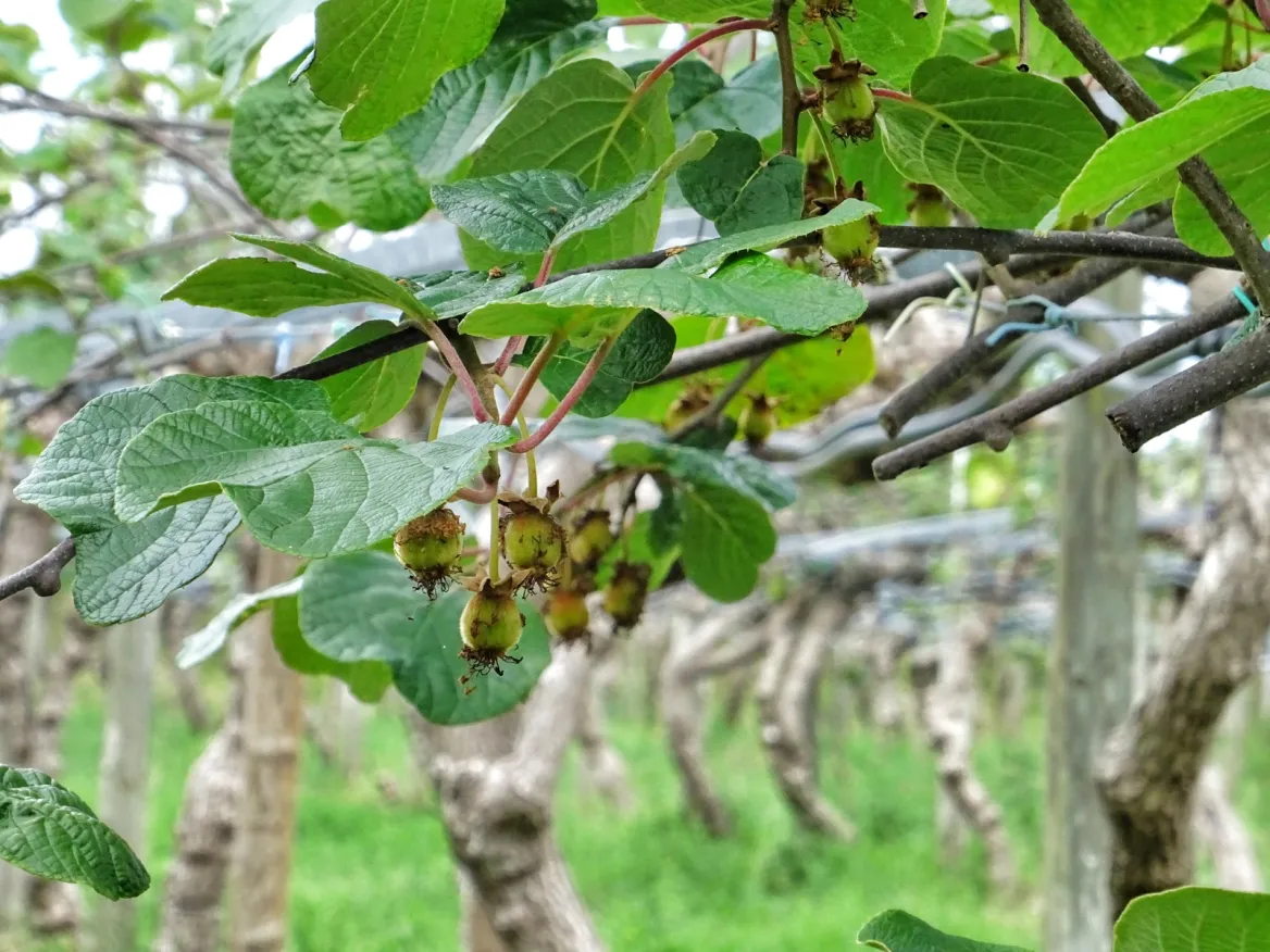 kiwi plantations