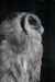 Asson Zoo Grand Duke Owl
