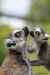 Asson Lemur Zoo