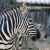 Asson Zebra Zoo