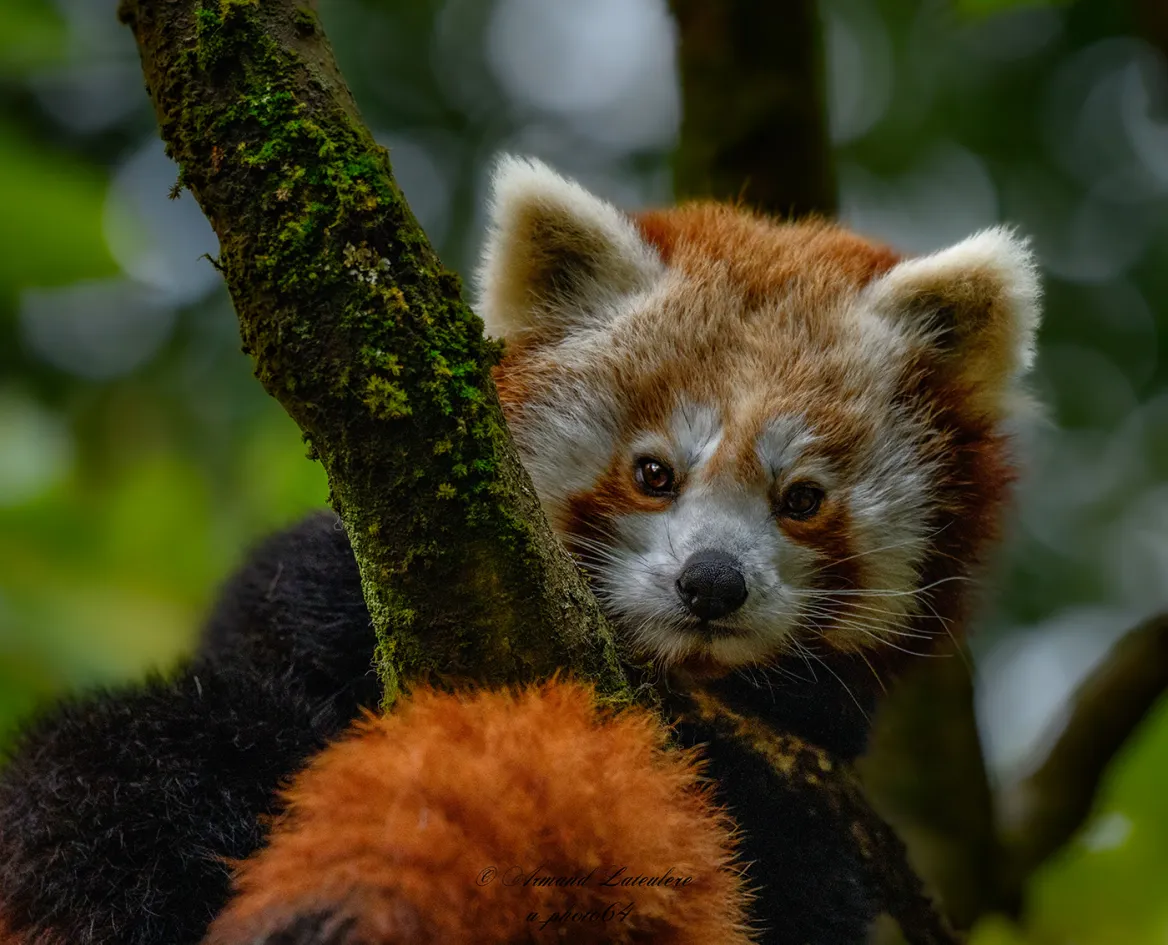 Panda roux
