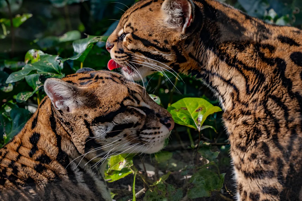 Ocelots