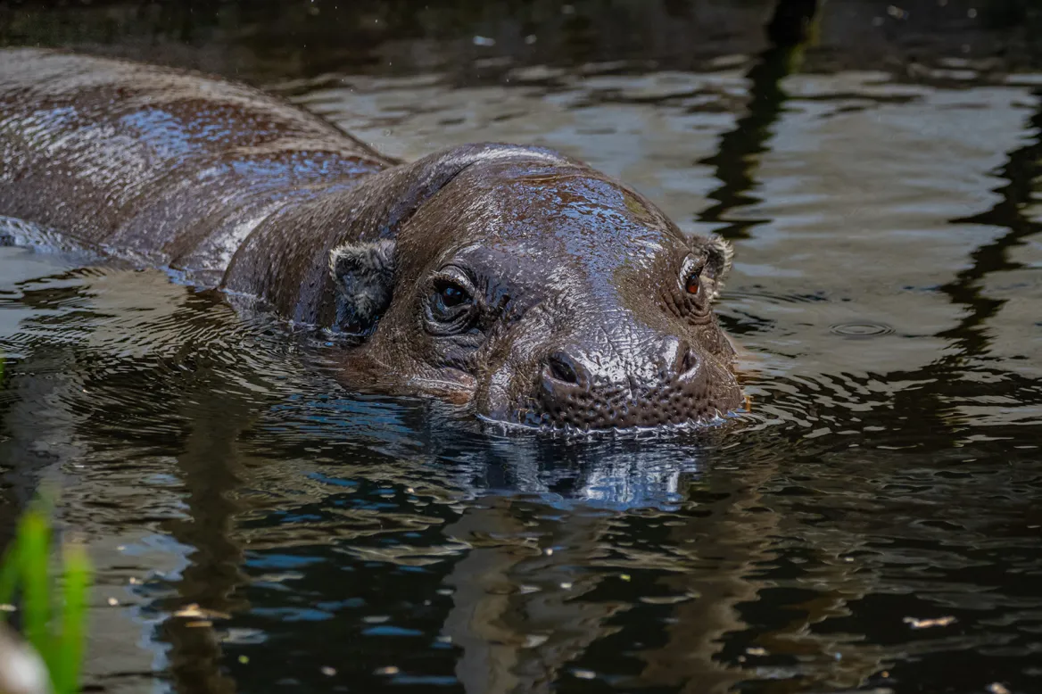 Hippopotame