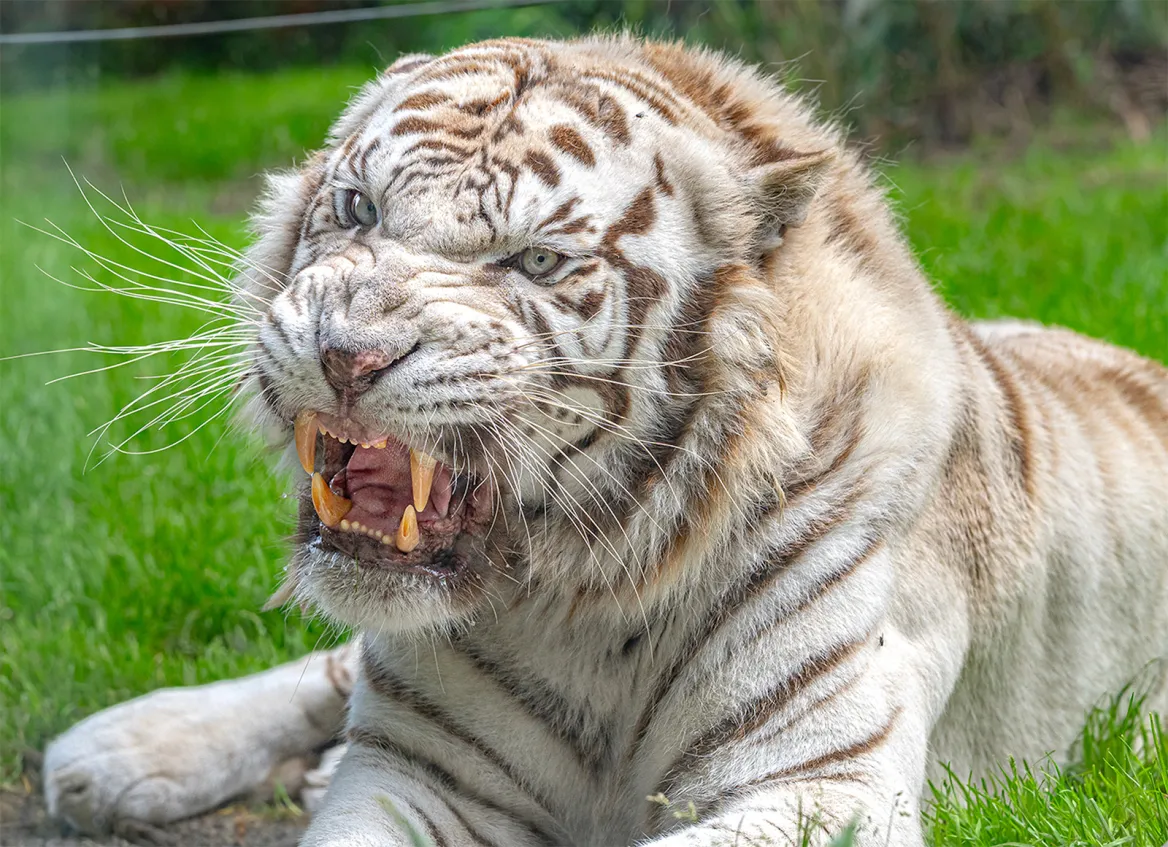 Tigre blanc
