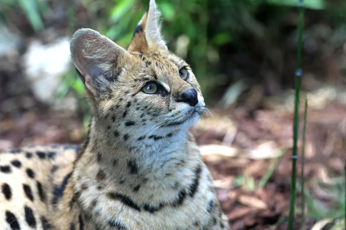 Photo @ Asson Zoo