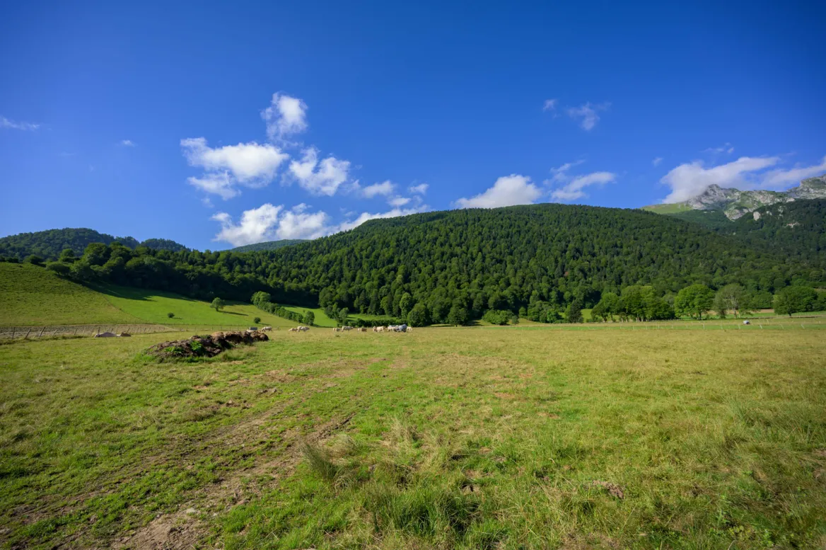 Benou Plateau