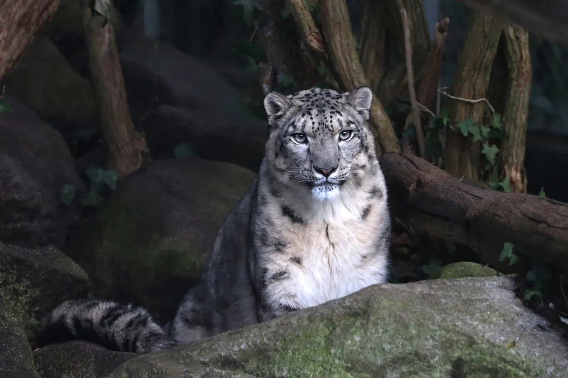 Photo © Asson Zoo