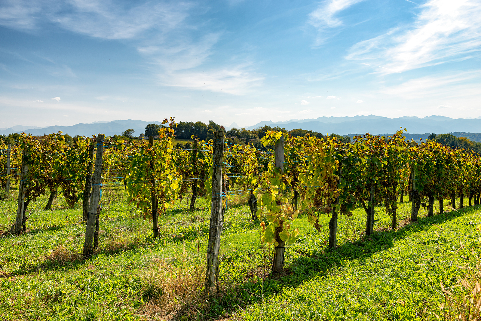 Vignes du Jurançon