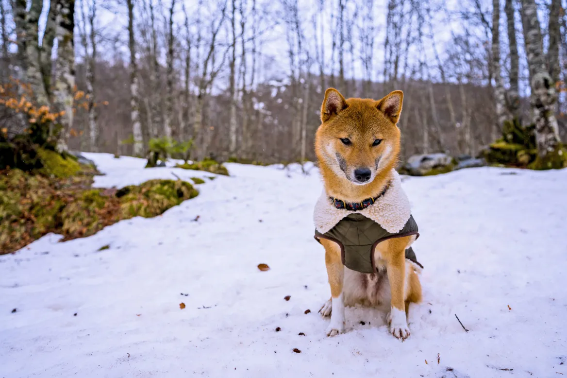 hiking with bear dog photo: Mathis Jrdl Unsplash