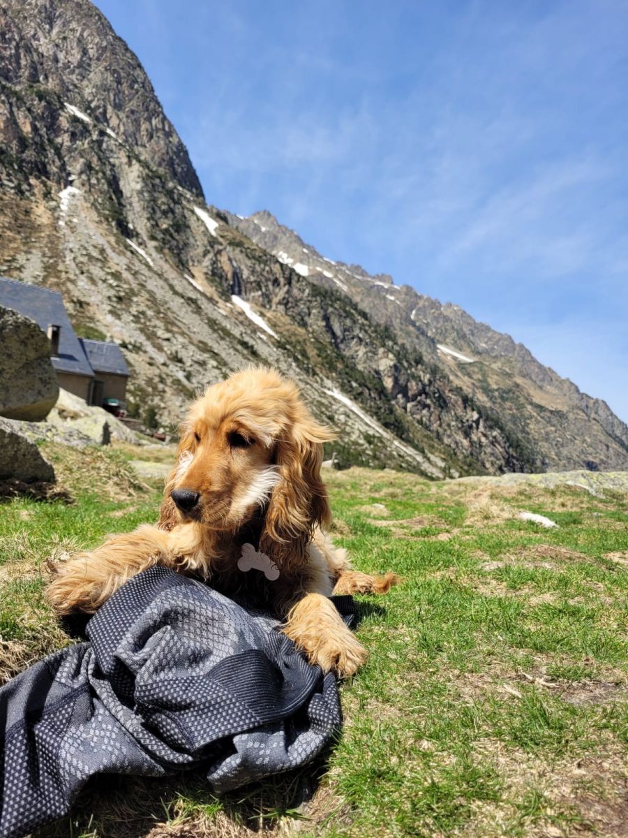 Hiking with your dog in the Pyrenees