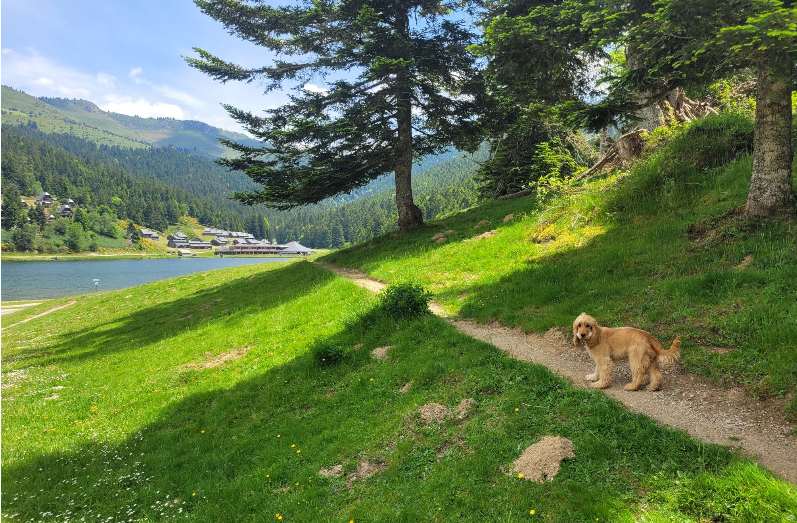 hiking with a dog in the Pyrenees